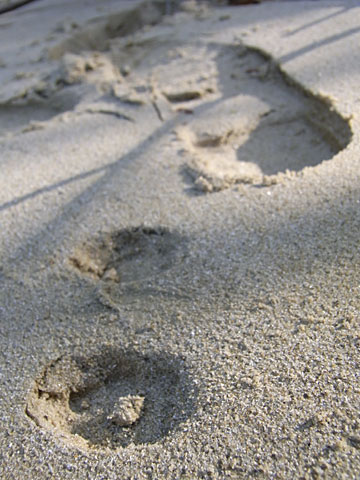 足跡と脚痕