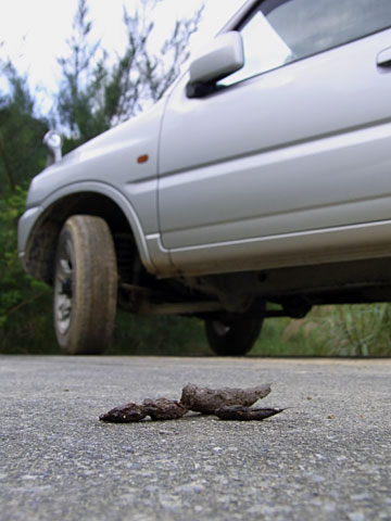 車とヤマネコの糞