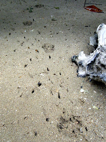 脚痕の上の脚痕