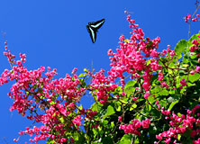 ニトベカズラとアオスジアゲハ ニトベカズラとアオスジアゲハ