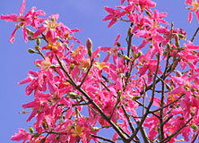 満開のトックリキワタ 満開のトックリキワタ