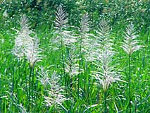 サトウキビの花穂 サトウキビの花穂