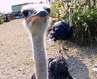 リュウキュウダチョウ? リュウキュウダチョウ?