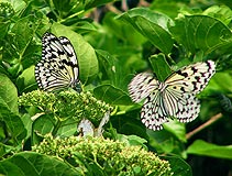 オオゴマダラ求愛行動 オオゴマダラ求愛行動