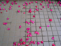 散ったブーゲンビリア 散ったブーゲンビリア