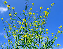 菜の花(カラシナ) 菜の花(カラシナ)