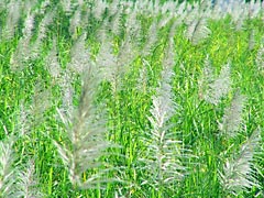 出揃ったサトウキビの花穂