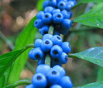 オオバルリミノキ