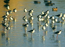 越冬するセイタカシギ