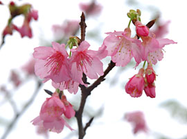 咲き始めたカンヒザクラ