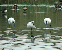 クロツラヘラサギ