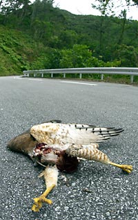 サシバの死骸