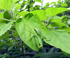 ハラビロカマキリ幼虫 ハラビロカマキリ幼虫