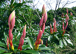 タブノキ タブノキ