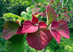 アカメガシワ アカメガシワ