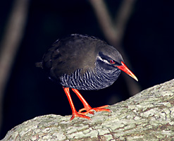 ヤンバルクイナ ヤンバルクイナ