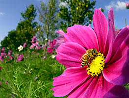 コスモスに訪花したセイヨウミツバチ コスモスに訪花したセイヨウミツバチ