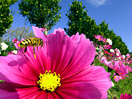 コスモスとセイヨウミツバチ コスモスとセイヨウミツバチ