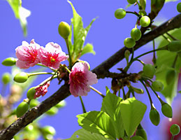 カンヒザクラの花と実