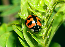 ダンダラテントウ