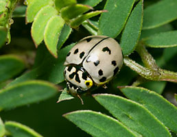 ハイイロテントウ