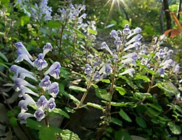 アカボシタツナミソウ