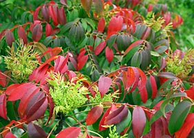 ハゼノキ紅葉と芽吹き