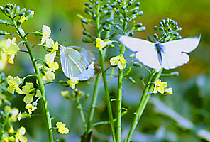 モンシロチョウとブロッコリーの花