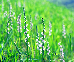 ナンゴクネジバナ