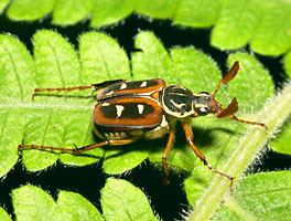 オオシマオオトラフコガネ（褐色型♂）