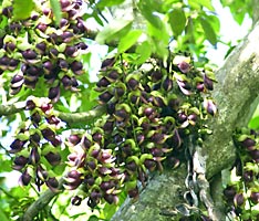 イルカンダの花