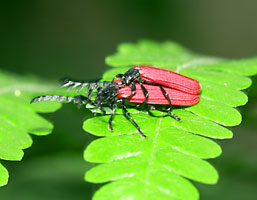 オオシマカクムネベニボタルのペア