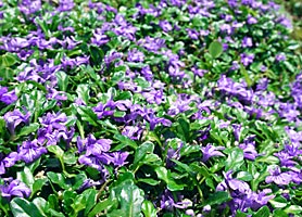 ヒメキランソウ