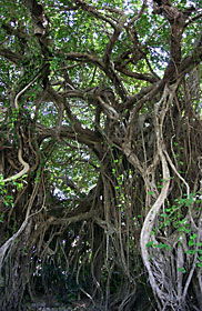 ガジュマルの古木