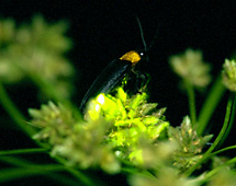 クメジマボタル