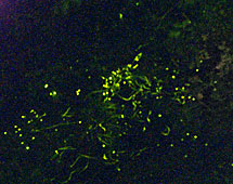 クメジマボタル