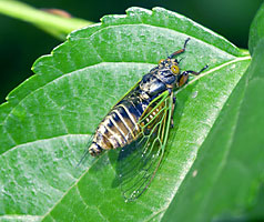 鳴くイワサキクサゼミ