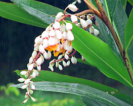 雨の下に咲くゲットウの花