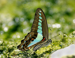 吸水するアオスジアゲハ