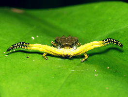 獲物を待ち伏せるヘリジロツケオグモ