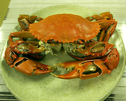 ノコギリガザミ