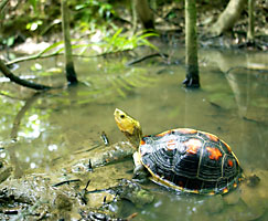 水場のセマルハコガメ