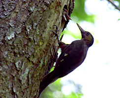 ノグチゲラの♀親と雛