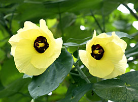 オオハマボウの花