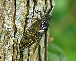 リュウキュウアブラゼミ