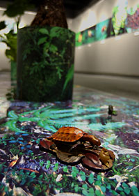 写真展会場床面ディスプレイ