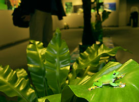 オオタニワタリ葉上のアオガエルのフィギア