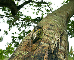 ホルトノキで吸汁するクマゼミ