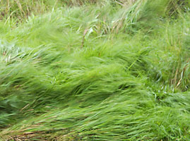 暴風雨でうねるススキ原