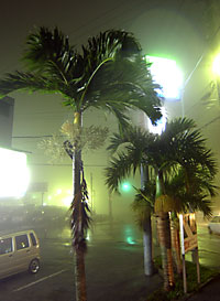 台風の目に入り揺れの止まったヤシ